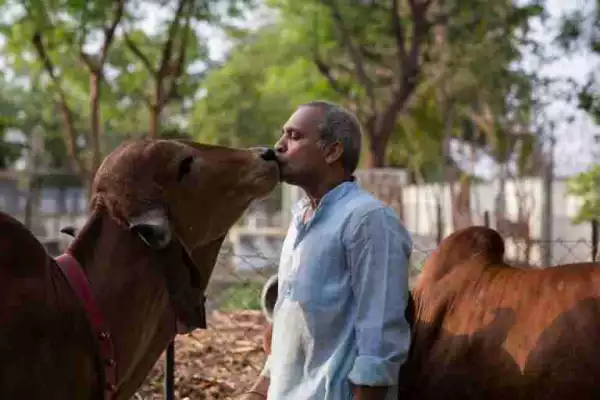 Impossible: Man Abandons Family to Live With Cows, Drinks Their Urine and Eats Their Poo (Photos)